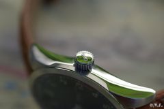 Oris