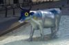 Les Vaches