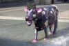 Les Vaches