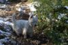 Bouc Bel Air