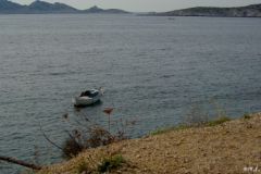 Marseilleveyre
