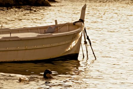 auffes-1.jpg