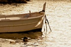 auffes-1.jpg