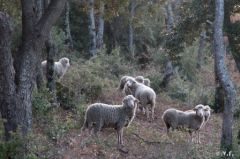 montolympe-4.jpg