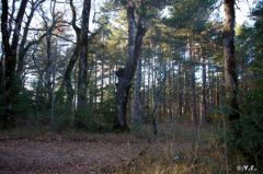 saintebaume-2.jpg